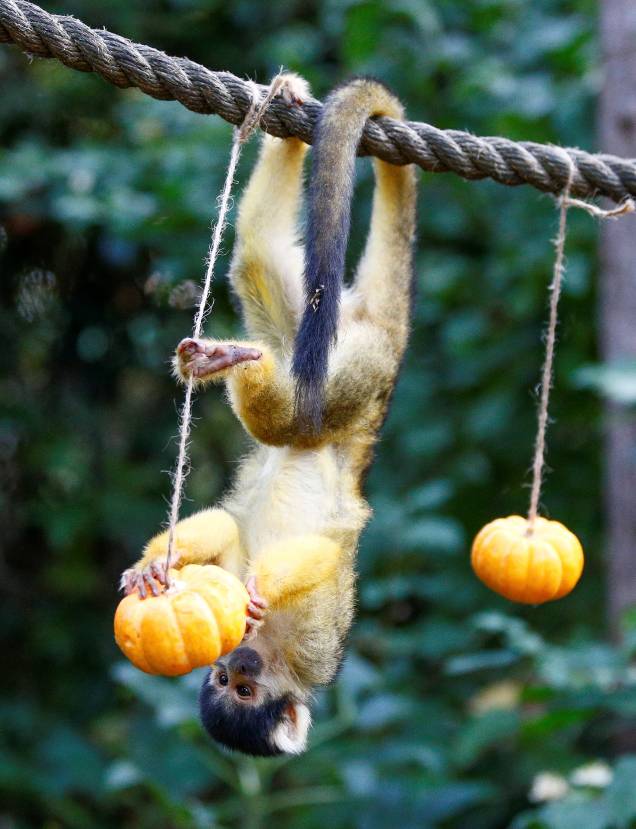 Macaco-esquilo come ma abóbora decorada para o dia do Halloween, no Zoológico de Londres, na Inglaterra - 25/10/2018 Macaco-esquilo come ma abóbora decorada para o dia do Halloween, no Zoológico de Londres, na Inglaterra - 25/10/2018