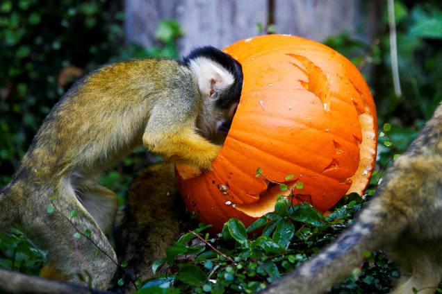 Macaco-esquilo come alimento de uma abóbora decorada para o dia do Halloween, no Zoológico de Londres, na Inglaterra - 25/10/2018 Macaco-esquilo come alimento de uma abóbora decorada para o dia do Halloween, no Zoológico de Londres, na Inglaterra - 25/10/2018