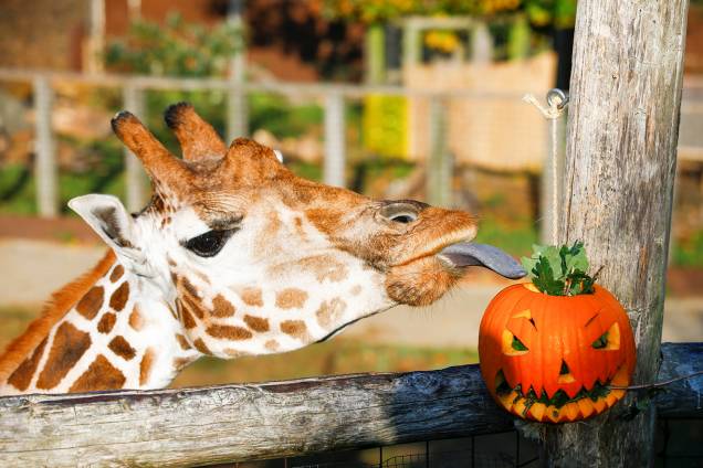 Girafa come alimento de uma abóbora decorada para o dia do Halloween, no Zoológico de Londres, na Inglaterra - 25/10/2018 Girafa come alimento de uma abóbora decorada para o dia do Halloween, no Zoológico de Londres, na Inglaterra - 25/10/2018