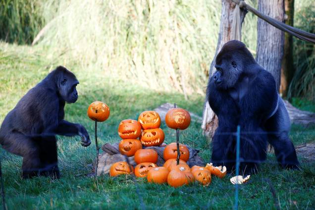 Gorilas interagem com abóboras decoradas para o dia do Halloween, no Zoológico de Londres, na Inglaterra - 25/10/2018 Gorilas interagem com abóboras decoradas para o dia do Halloween, no Zoológico de Londres, na Inglaterra - 25/10/2018