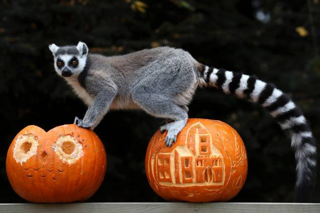 Lêmure de calda anelada se apoia nas abóboras de comemoração antecipada do Blair Drummond Safari Park, em Stirling, na Escócia - 25/10/2018 Lêmure de calda anelada se apoia nas abóboras de comemoração antecipada do Blair Drummond Safari Park, em Stirling, na Escócia - 25/10/2018