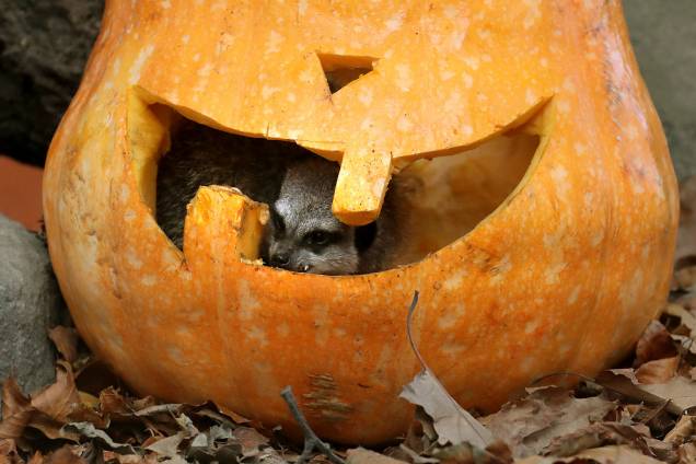 Suricato se diverte dentro de uma abóbora decorada para o dia do Halloween no Blair Drummond Safari Park, em Stirling, na Escócia - 25/10/2018 Suricato se diverte dentro de uma abóbora decorada para o dia do Halloween no Blair Drummond Safari Park, em Stirling, na Escócia - 25/10/2018