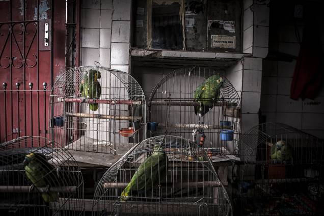 Detentor da maior biodiversidade do planeta, 90% dos animais contrabandeados no Brasil são pássaros Detentor da maior biodiversidade do planeta, 90% dos animais contrabandeados no Brasil são pássaros