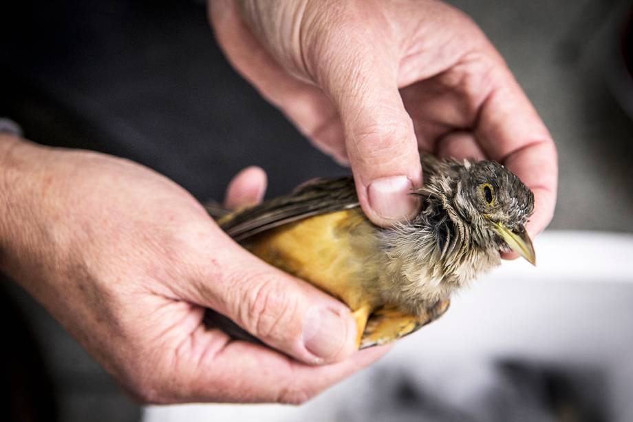 Parte dos animais que cai no tráfico não sobrevive ao transporte até o destino final