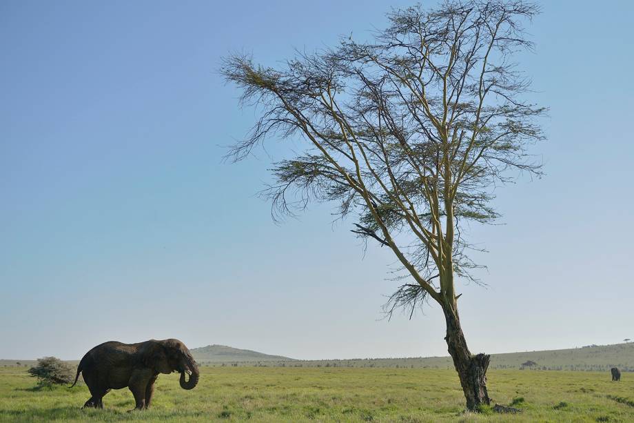 Elefante é visto no Lewa Wildlife Conservancy, parque localizado em Nairóbi, capital do Quênia - 21/05/2015