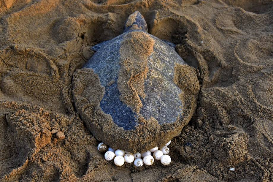 Tartarugas-olivas (Lepidochelys olivacea) retornam ao mar depois de depositar seus ovos na praia de Rushikulya, na Índia - 16/02/2017