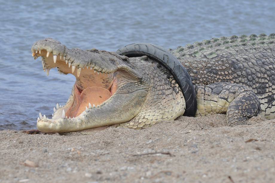 Crocodilo de água salgada é visto com pneu em seu pescoço em Palu, na Indonésia - 16/01/2018