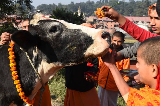 Devotos hindus preparam uma vaca para a adoração, considerada uma encarnação da divindade hindu Laxmi, durante o festival Diwali na cidade de Catmandu, no Nepal - 07/11/2018 Devotos hindus preparam uma vaca para a adoração, considerada uma encarnação da divindade hindu Laxmi, durante o festival Diwali na cidade de Catmandu, no Nepal - 07/11/2018