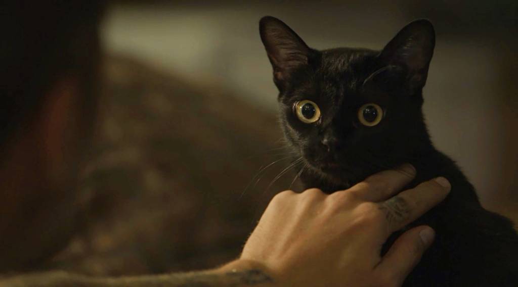 O gato León em ‘O Sétimo Guardião’ O gato León em 'O Sétimo Guardião'