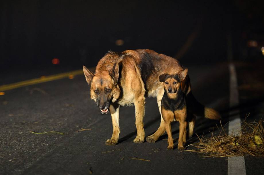 Cachorros vagam pela estrada durante o incêndio Camp Fire em Paradise, na Califórnia - 08/11/2018