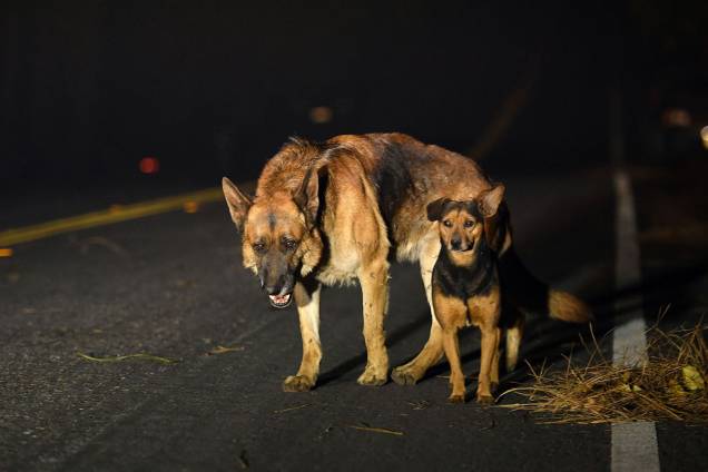 Cachorros vagam pela estrada durante o incêndio Camp Fire em Paradise, na Califórnia - 08/11/2018 Cachorros vagam pela estrada durante o incêndio Camp Fire em Paradise, na Califórnia - 08/11/2018