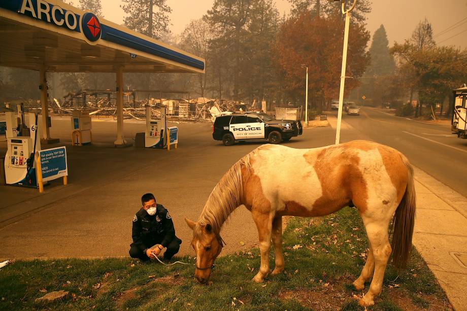 Oficial de polícia socorre um cavalo encontrado vagando por um bairro destruído pelo incêndio Camp Fire em Paradise, Califórnia - 09/11/2018