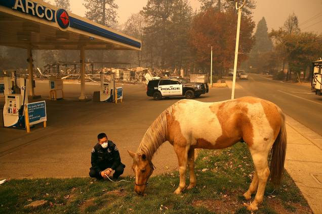 Oficial de polícia socorre um cavalo encontrado vagando por um bairro destruído pelo incêndio Camp Fire em Paradise, Califórnia - 09/11/2018 Oficial de polícia socorre um cavalo encontrado vagando por um bairro destruído pelo incêndio Camp Fire em Paradise, Califórnia - 09/11/2018