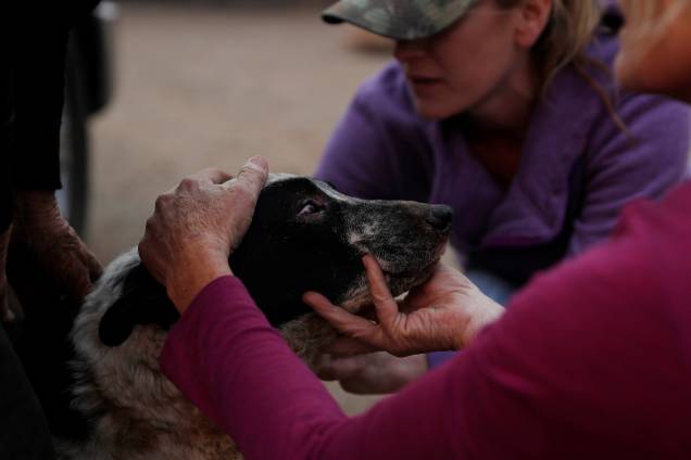 A veterinária Dawn Alves cuida de um cachorro chamado Fatty que recebeu queimaduras nos olhos e no queixo durante o incêndio Camp Fire em Paradise, Califórnia - 11/11/2018 A veterinária Dawn Alves cuida de um cachorro chamado Fatty que recebeu queimaduras nos olhos e no queixo durante o incêndio Camp Fire em Paradise, Califórnia - 11/11/2018