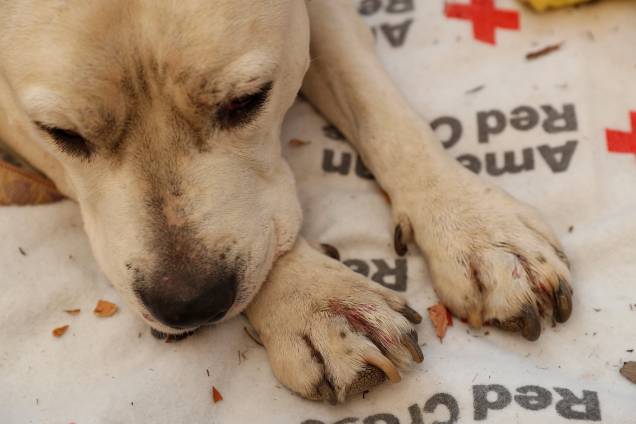 Cão descansa no estacionamento de uma igreja em Chico, na Califórnia após ficar com as patas queimadas durante o incêndio Camp Fire - 11/11/2018 Cão descansa no estacionamento de uma igreja em Chico, na Califórnia após ficar com as patas queimadas durante o incêndio Camp Fire - 11/11/2018