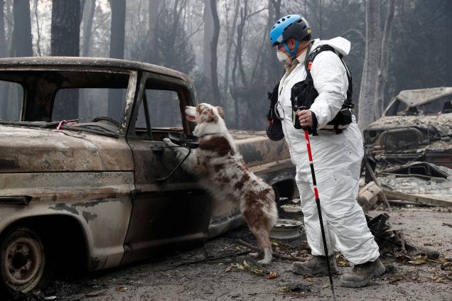 Cão farejador procura por vestígios de vítimas em um caminhão destruído pelo incêndio Camp Fire em Paradise, na Califórnia - 14/11/2018 Cão farejador procura por vestígios de vítimas em um caminhão destruído pelo incêndio Camp Fire em Paradise, na Califórnia - 14/11/2018