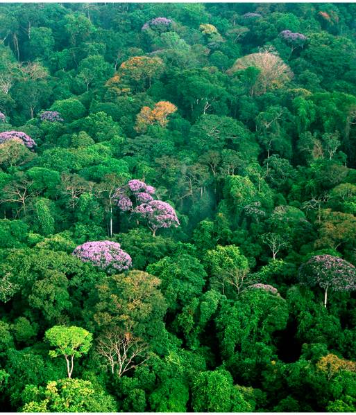 Algoritmo aponta risco de extinção para quase 15 mil espécies de plantas
