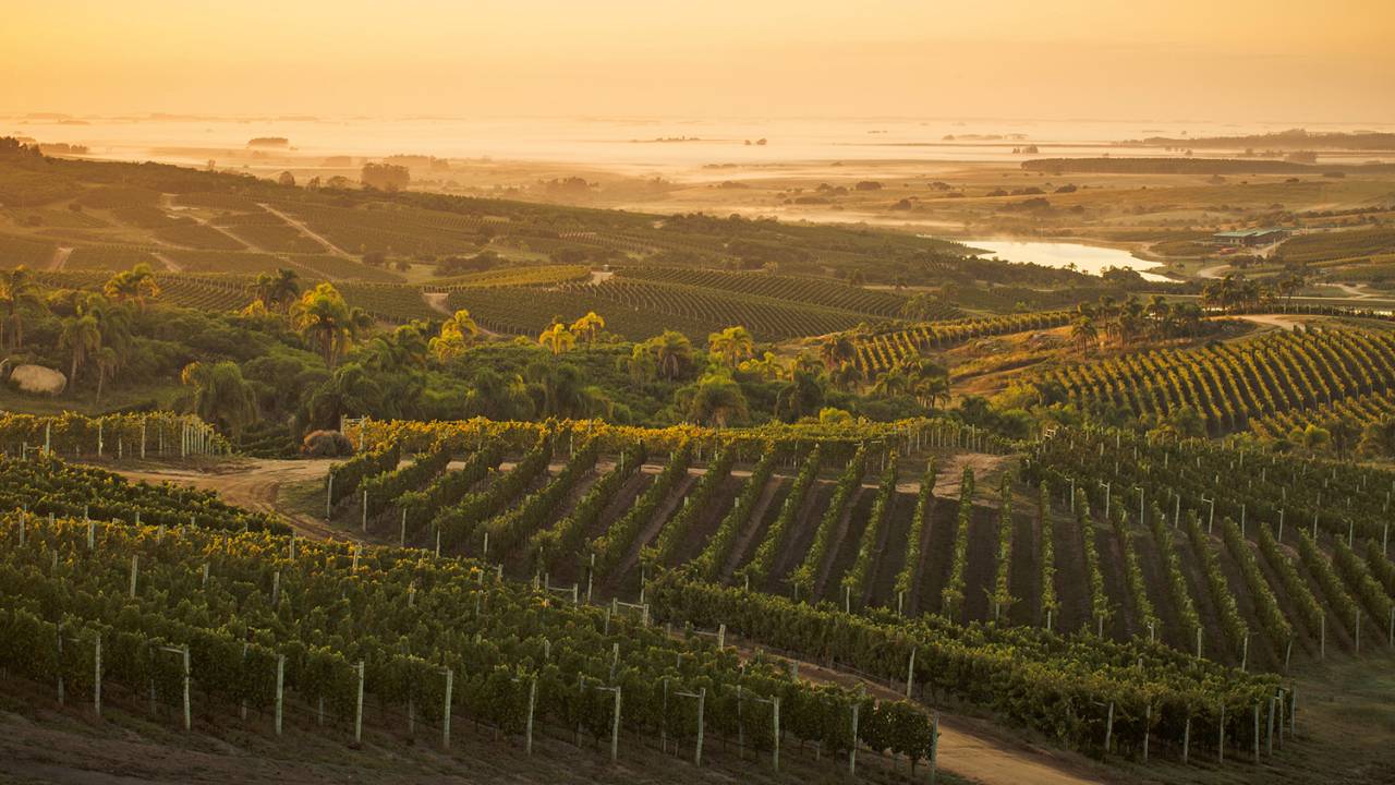 vinhos Uruguai