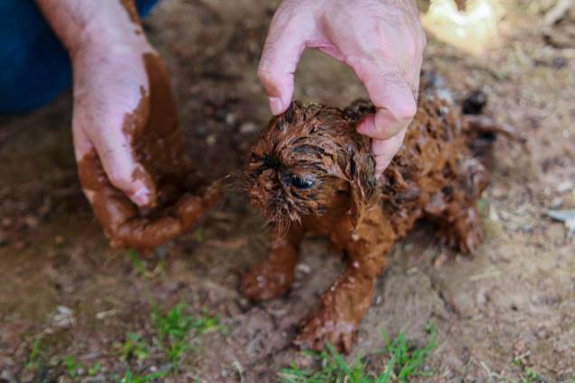 Cachorro é coberto de lama é resgatado após o rompimento de uma barragem na mina de ferro do Feijão, em Brumadinho (MG) - 25/01/2019 Cachorro é coberto de lama é resgatado após o rompimento de uma barragem na mina de ferro do Feijão, em Brumadinho (MG) - 25/01/2019