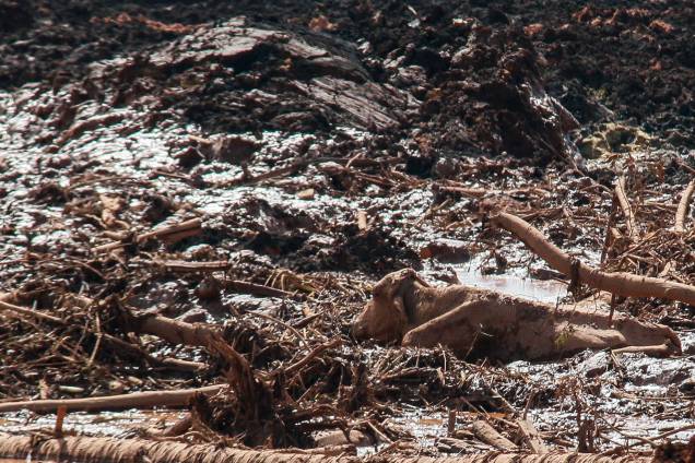 Vaca fica presa na massa de lama após a ruptura de uma barragem na mina de ferro do Feijão, em Brumadinho (MG) - 25/01/2019 Vaca fica presa na massa de lama após a ruptura de uma barragem na mina de ferro do Feijão, em Brumadinho (MG) - 25/01/2019