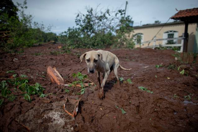 Cachorro caminha sobre lama na comunidade do Parque da Cachoeira, um dia após o colapso de uma barragem pertencente à mineradora Vale perto da cidade de Brumadinho (MG) - 26/2019 Cachorro caminha sobre lama na comunidade do Parque da Cachoeira, um dia após o colapso de uma barragem pertencente à mineradora Vale perto da cidade de Brumadinho (MG) - 26/2019