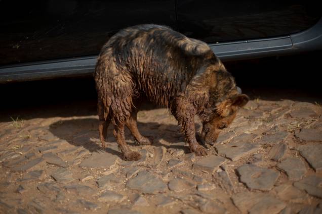 Cachorro coberto de lama é visto na comunidade do Parque da Cachoeira, um dia após o colapso de uma barragem pertencente à mineradora Vale perto da cidade de Brumadinho (MG) - 26/2019 Cachorro coberto de lama é visto na comunidade do Parque da Cachoeira, um dia após o colapso de uma barragem pertencente à mineradora Vale perto da cidade de Brumadinho (MG) - 26/2019