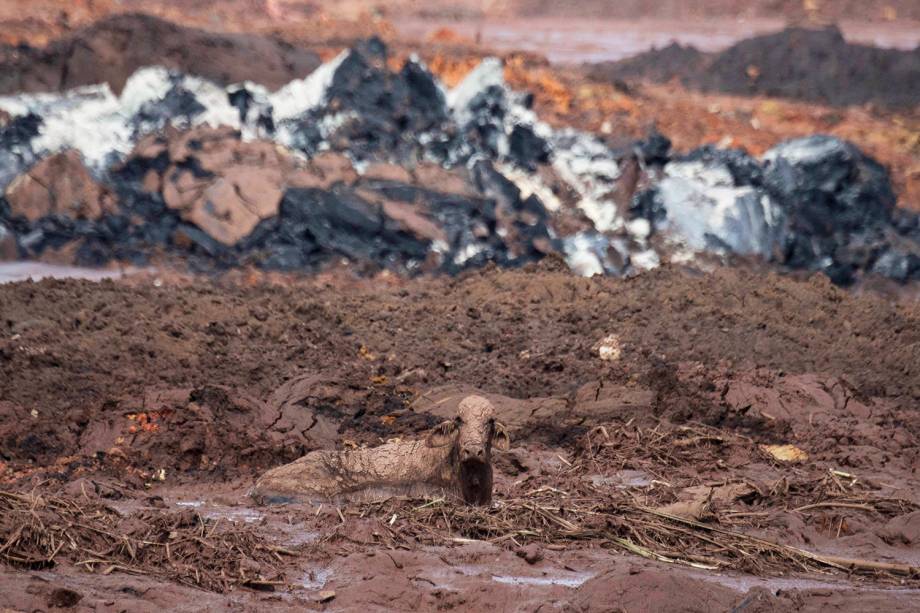 Vaca é vista sobre a lama na comunidade de Casa Grande, após rompimento de barragem nos arredores da cidade de Brumaduinho (MG) - 27/01/2019