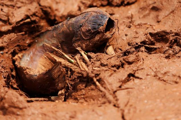 Peixe é visto na lama após rompimento de barragem nos arredores da cidade de Brumadinho (MG) - 27/01/2019 Peixe é visto na lama após rompimento de barragem nos arredores da cidade de Brumadinho (MG) - 27/01/2019