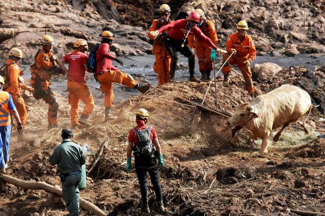 Vaca é resgatada por bombeiros no quinto dia de buscas após o rompimento de barragem da mineradora Vale, em Brumadinho (MG) - 29/01/2019 Vaca é resgatada por bombeiros no quinto dia de buscas após o rompimento de barragem da mineradora Vale, em Brumadinho (MG) - 29/01/2019