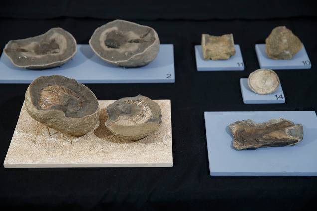 Fósseis encontrados em pesquisas na Antártica, na exposição 'Quando Nem Tudo era Gelo', organizada pelo Museu Nacional e exposta no Centro Cultural Casa da Moeda, no Rio - 16/01/2019 Fósseis encontrados em pesquisas na Antártica, na exposição 'Quando Nem Tudo era Gelo', organizada pelo Museu Nacional e exposta no Centro Cultural Casa da Moeda, no Rio - 16/01/2019