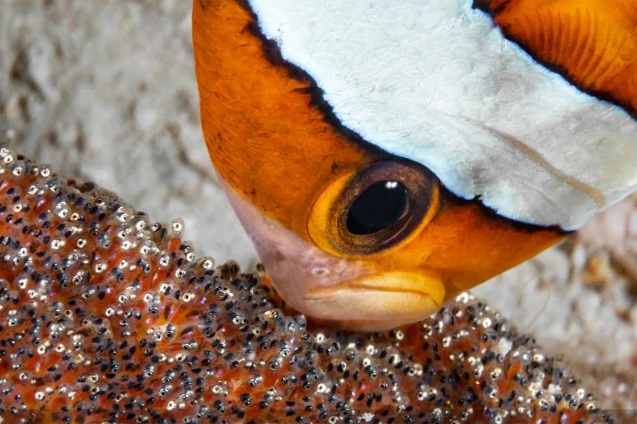 Peixe-palhaço é fotografado oxigenando ovos na ilha de Amami Oshima, no Japão. A fotografia conquistou o prêmio na categoria 'Mirrorless Behavior'