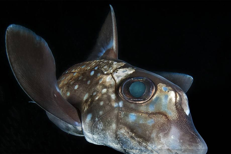 Um quimera, peixe cartilaginoso da espécie Hydrolagus colliei, é fotografado em Hurst Island, no Canadá. A fotografia conquistou o prêmio na categoria 'Retrato' (Portrait)