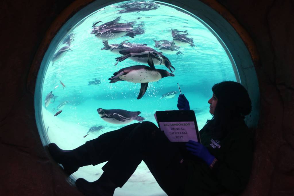 FOTOS: Zoológico de Londres realiza contagem anual de residentes