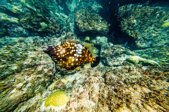 ARQUIPELAGO-ALCATRAZES-2019-5428 VARIEDADE - Mergulho no mar com 259 espécies de peixe