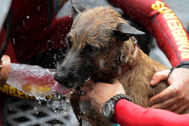 Cachorro resgatado é lavado para remoção de lama proveniente do rompimento de barragem em Brumadinho - 13/02/2019 Cachorro resgatado é lavado para remoção de lama proveniente do rompimento de barragem em Brumadinho - 13/02/2019