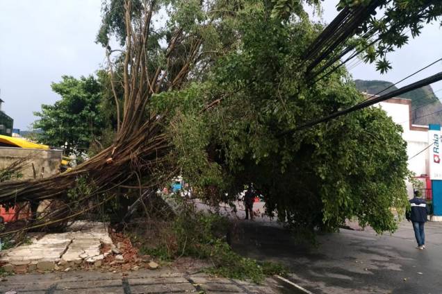 Chuvas provocam quedas de árvore e tapumes na Barra da Tijuca - 07/02/2019 Chuvas provocam quedas de árvore e tapumes na Barra da Tijuca - 07/02/2019