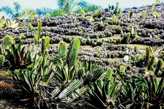 VEGETAÇÃO - Bromélias e cactos fincados nas rochas