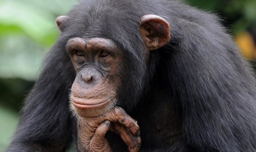 Chimpanzés usam tronco e fogem de zoológico