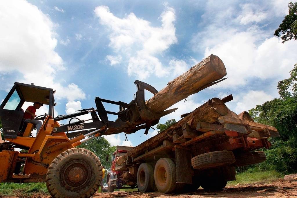 A floresta exige a lei