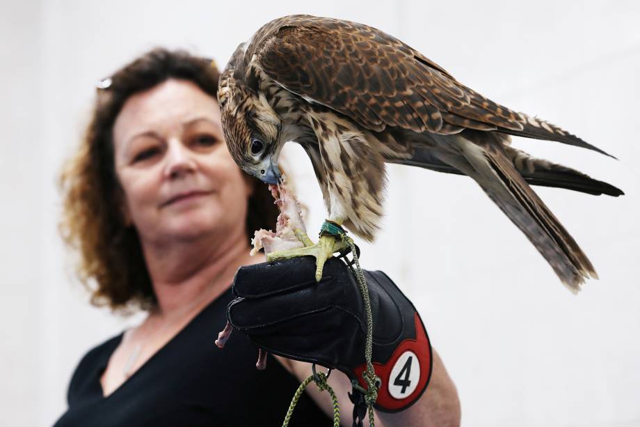 Visitantes alimenta falcão no Abu Dhabi Falcon Hospital, localizado nos Emirados Árabes Unidos - 28/04/2019