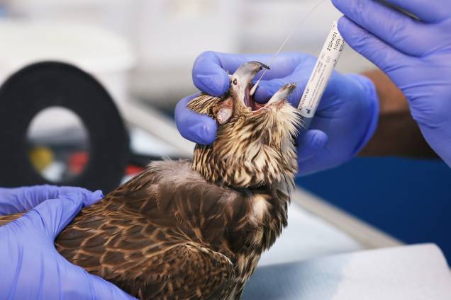 Falcão recebe tratamento médico no Abu Dhabi Falcon Hospital, localizado nos Emirados Árabes Unidos - 28/04/2019 Falcão recebe tratamento médico no Abu Dhabi Falcon Hospital, localizado nos Emirados Árabes Unidos - 28/04/2019