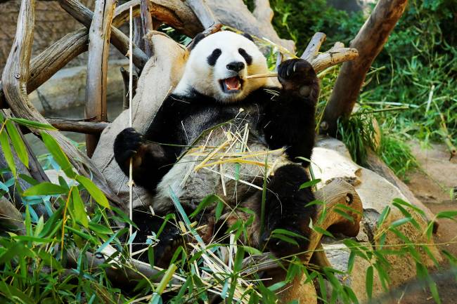 Xiao Liwu Xiao Liwu