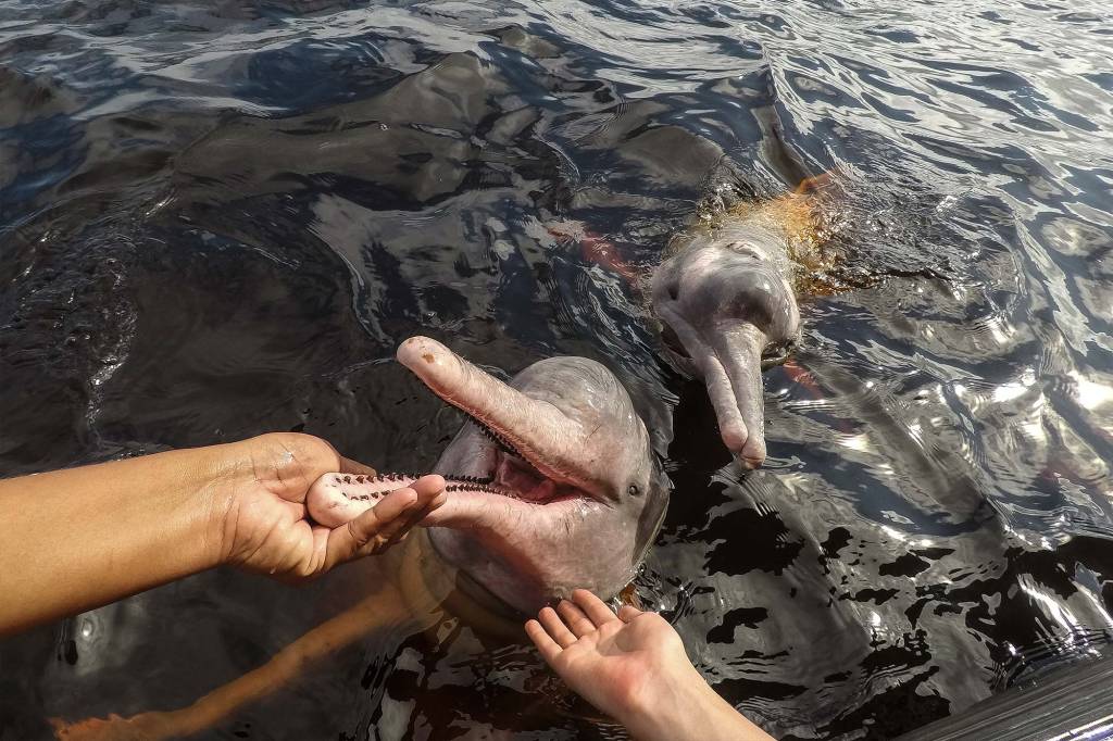 Entidades alertam para risco de nova onda de morte de botos na Amazônia
