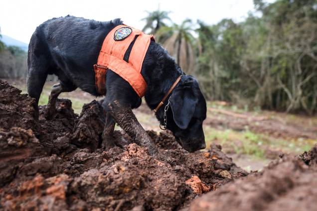 Cão farejador procura possíveis vitimas em meio à lama, 100 dias após o rompimento da barragem da mineradora Vale, localizada na mina Córrego do Feijão, em Brumadinho (MG) - 03/05/2019 Cão farejador procura possíveis vitimas em meio à lama, 100 dias após o rompimento da barragem da mineradora Vale, localizada na mina Córrego do Feijão, em Brumadinho (MG) - 03/05/2019