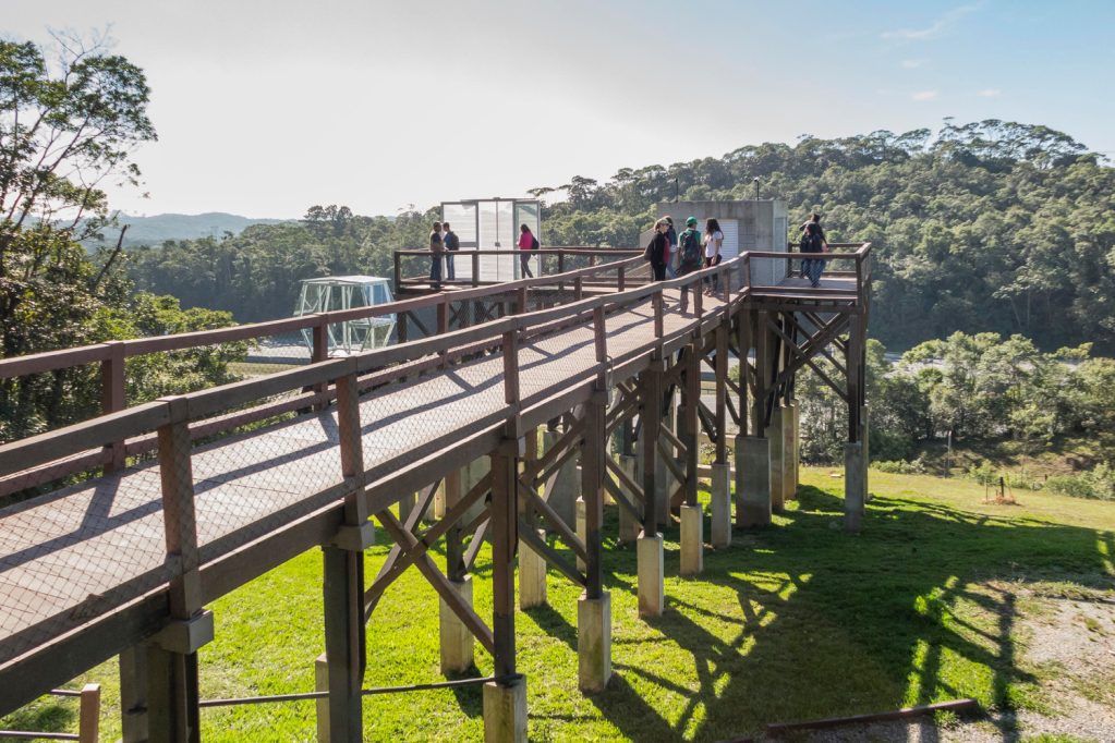 Os jardins suspensos da Mata Atlântica