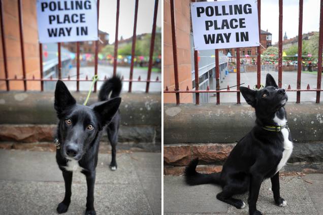 Cachorro amarrado do lado de fora de um colégio eleitoral na escola primária de Notre Dame em Glasgow - 23/05/2019 Cachorro amarrado do lado de fora de um colégio eleitoral na escola primária de Notre Dame em Glasgow - 23/05/2019