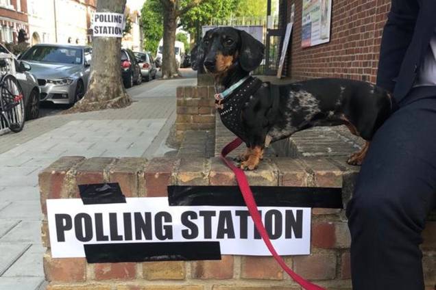 <span>No Reino Unido, é tradição no dia de votação compartilhar fotos de cachorros nos postos eleitorais com a hashtag #dogsatpollingstations (cachorros em postos eleitorais)</span> <span>No Reino Unido, é tradição no dia de votação compartilhar fotos de cachorros nos postos eleitorais com a hashtag #dogsatpollingstations (cachorros em postos eleitorais)</span>