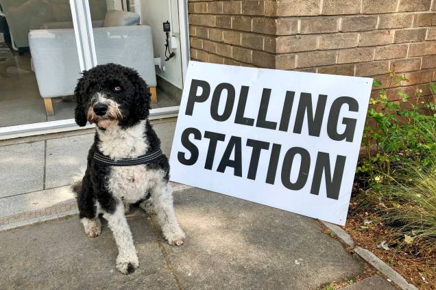 Henry, da raça labradoodle, espera por seu dono do lado de fora de um local de votação em Spike Island, durante as eleições do Parlamento Europeu Henry, da raça labradoodle, espera por seu dono do lado de fora de um local de votação em Spike Island, durante as eleições do Parlamento Europeu