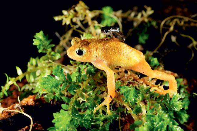 Julie-Larsen-Maher_4875_Female-Kihansi-Spray-Toad-with-Toadlet_01-27-10_hr.jpg Julie-Larsen-Maher_4875_Female-Kihansi-Spray-Toad-with-Toadlet_01-27-10_hr.jpg