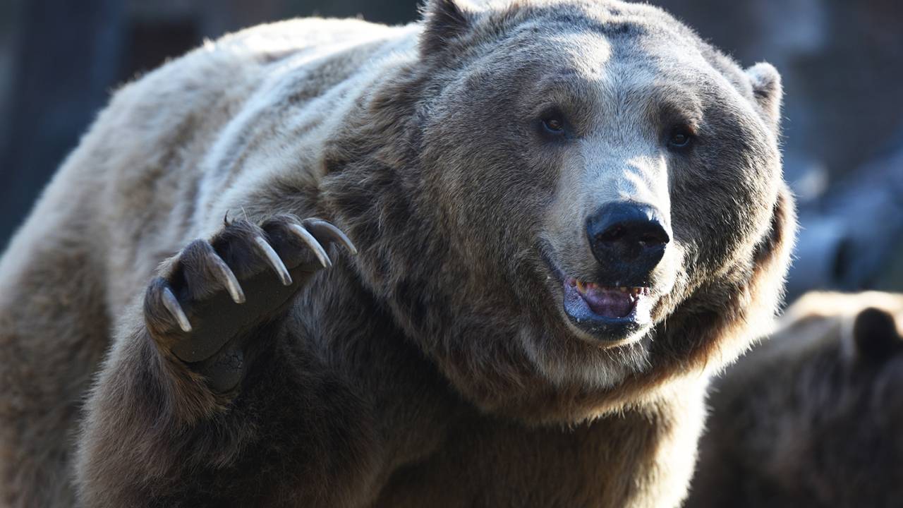urso-pardo estendendo a pata dianteira para camera